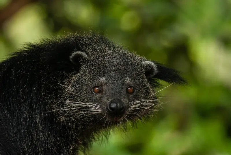 Binturong