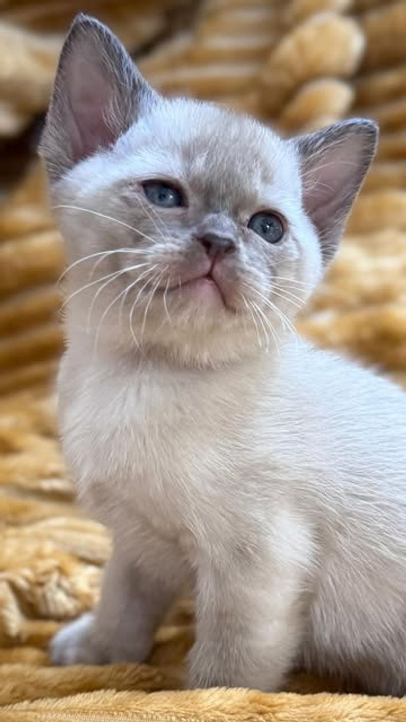 Burmese