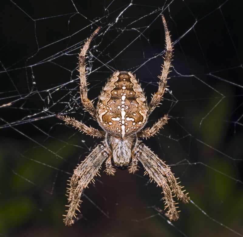 Araneus Diadematus