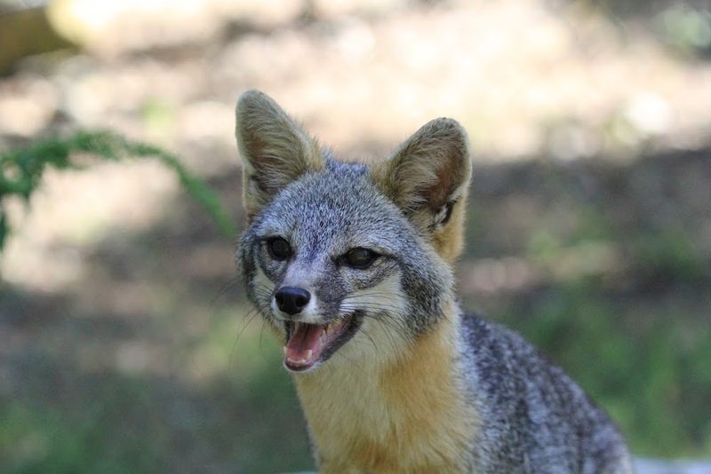 Gray Fox