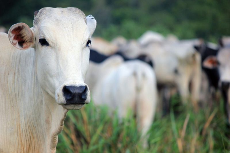 Efficient Grazers