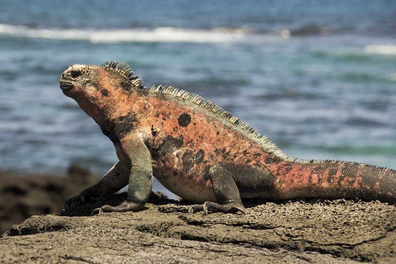 Galapagos Exclusive