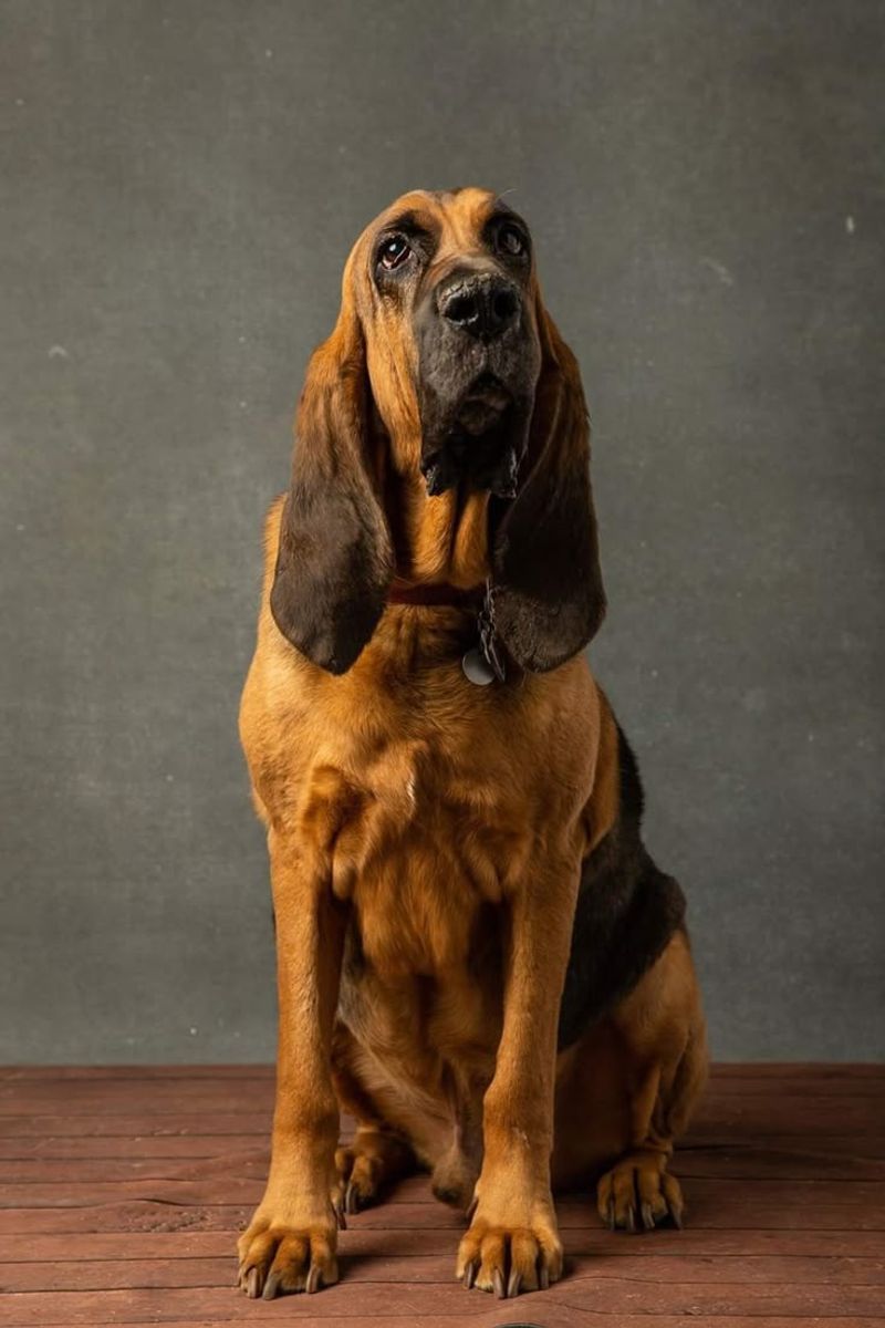 Bloodhound