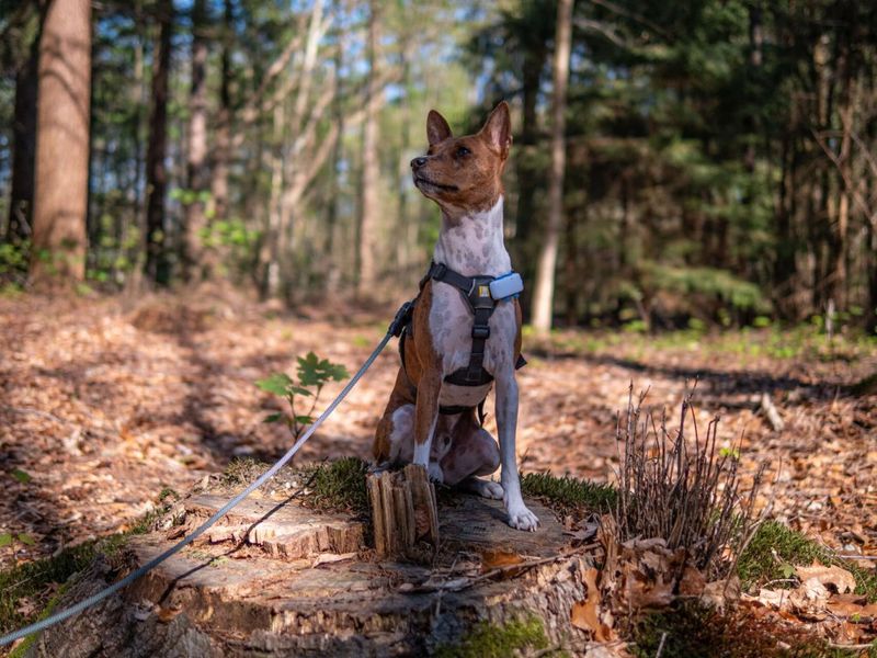 Basenji