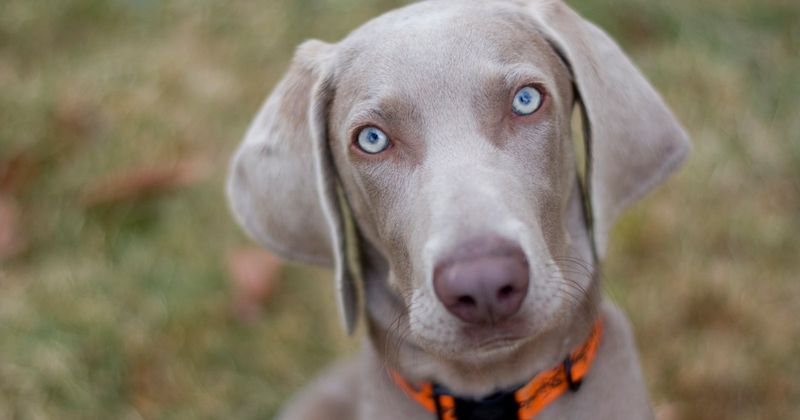 Weimaraner