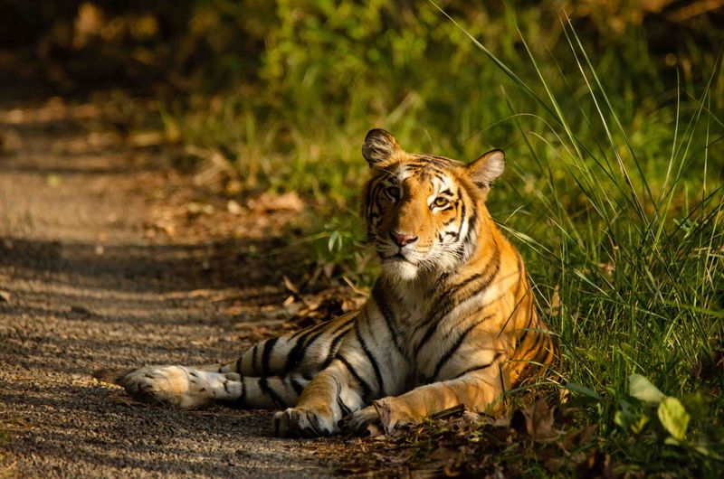 Bengal Tiger
