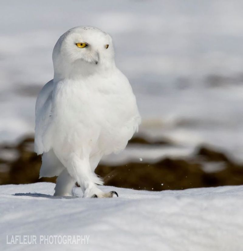 Snowy Owl