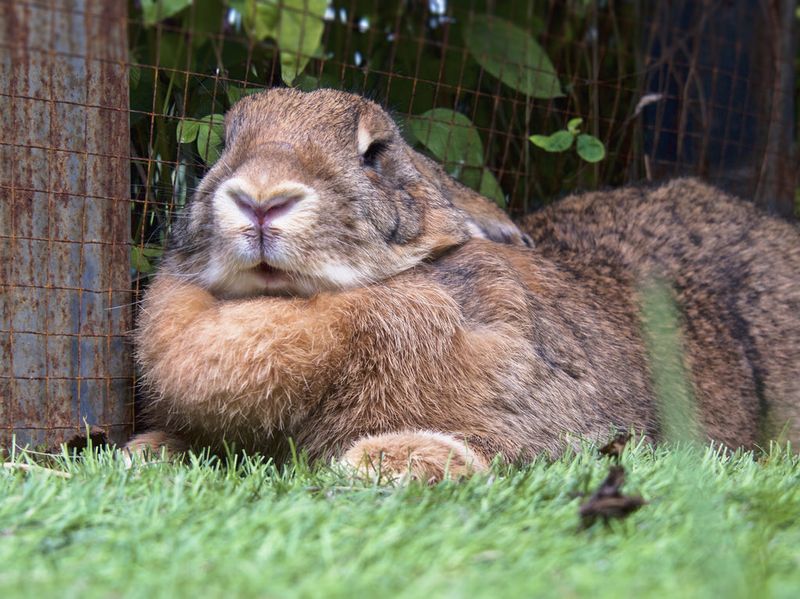Flemish Giant: Largest Rabbit