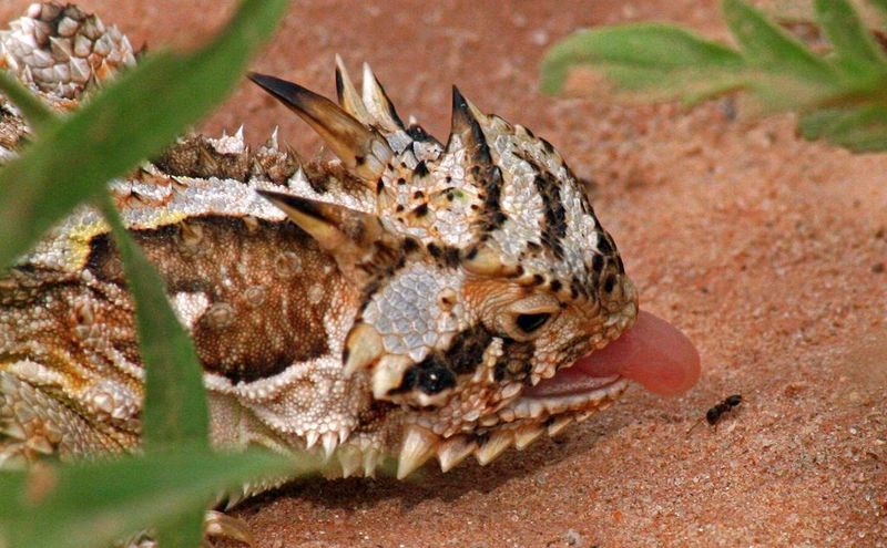 Horned Lizard