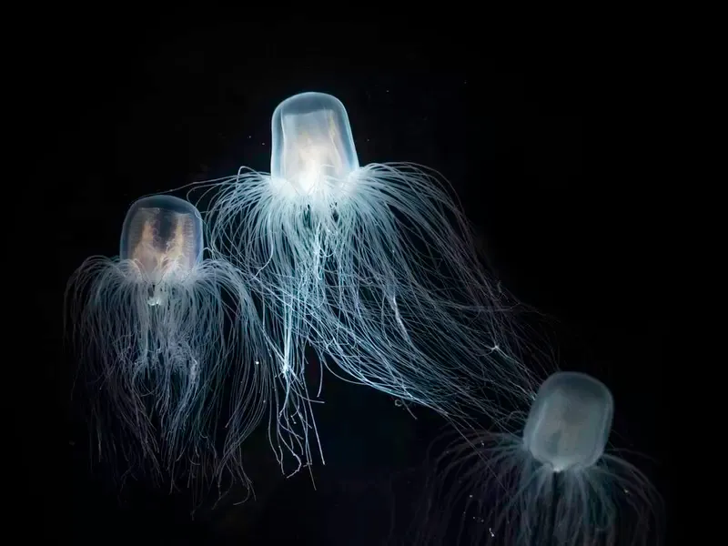 Box Jellyfish