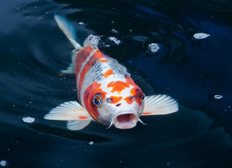 Koi Fish