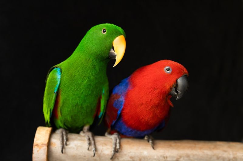 Eclectus Parrot