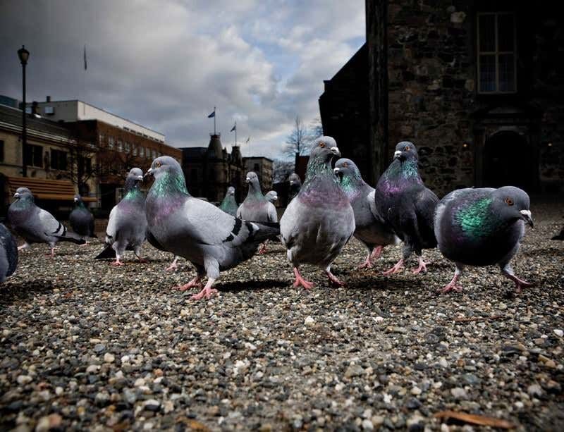 Pigeons