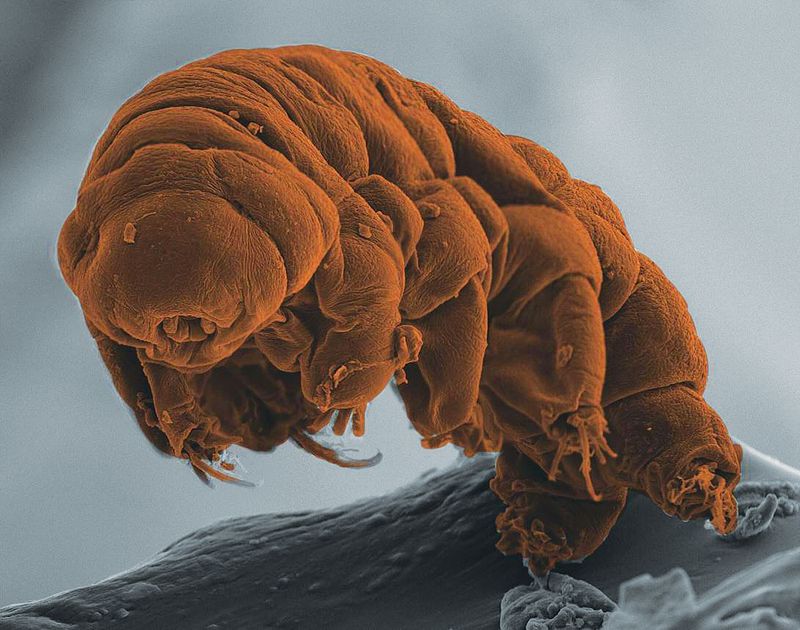 Tardigrade