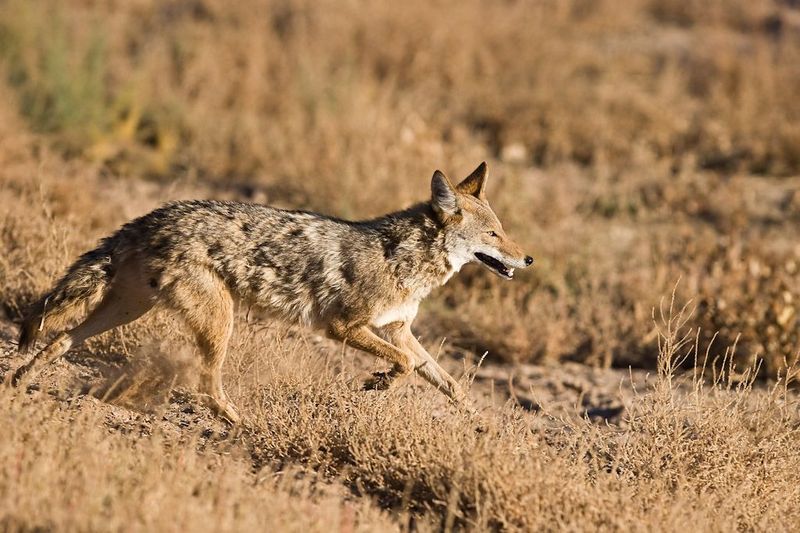 Coyote