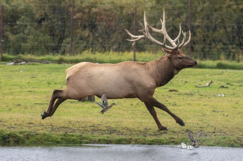 Elk