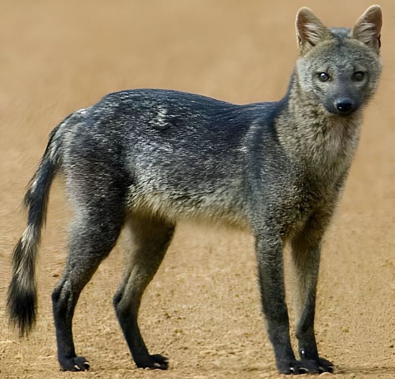 Crab-eating Fox