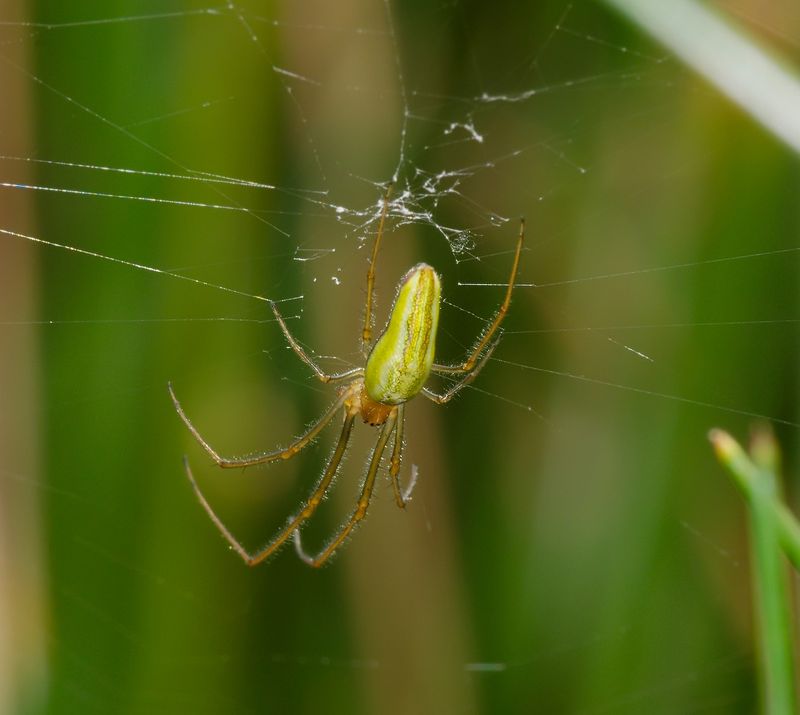 Tetragnatha Extensa