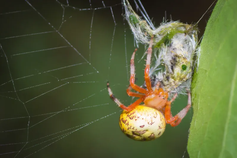 Araneus Marmoreus