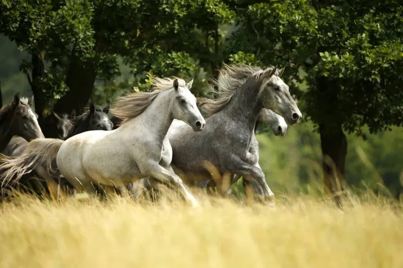Lipizzaner