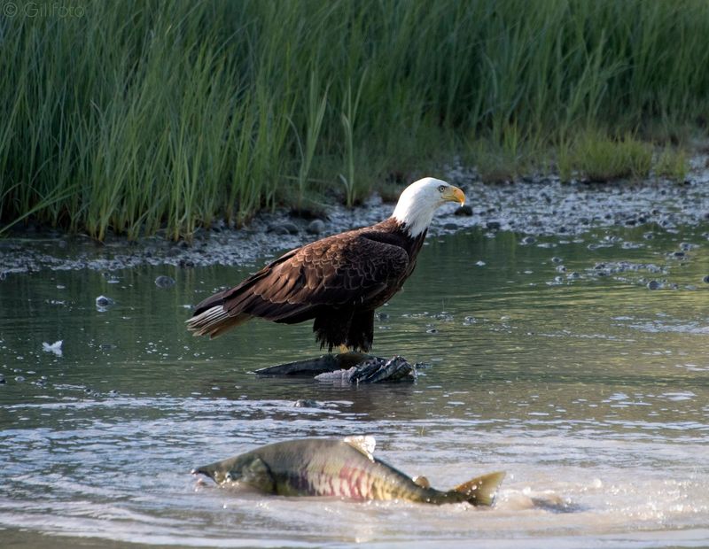 Abundant Salmon Rivers