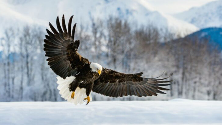 Alaska Isn’t Just Cold—It’s the Ultimate Bald Eagle Paradise, and Here’s Why