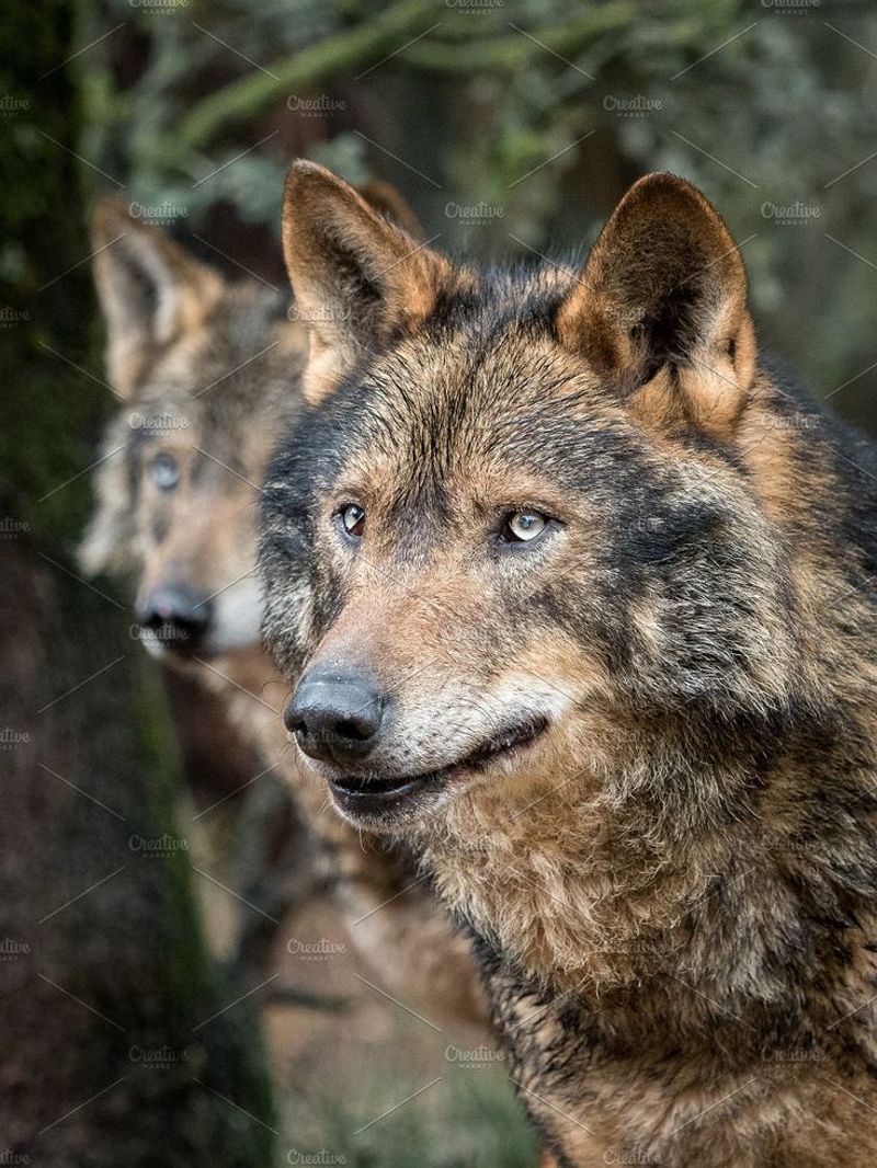 Iberian Wolf