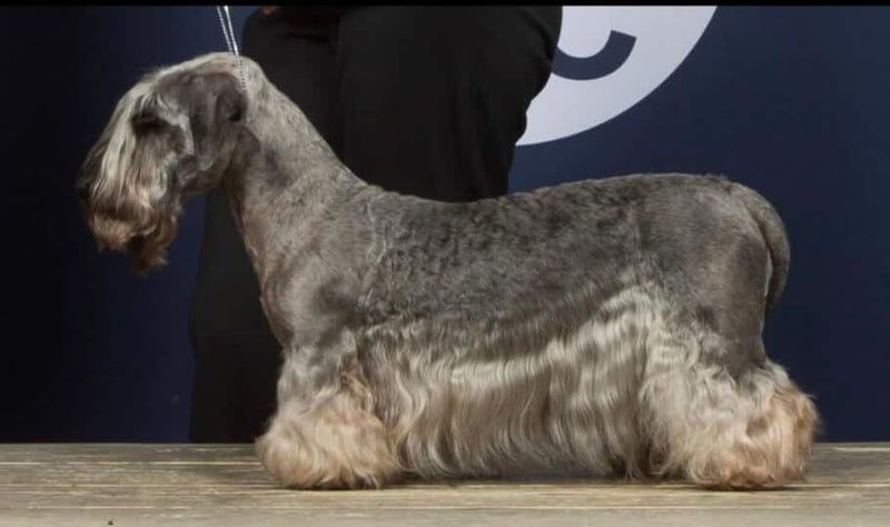 Cesky Terrier