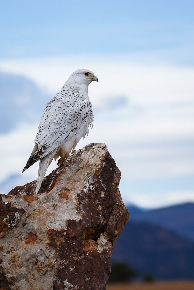 Gyrfalcon