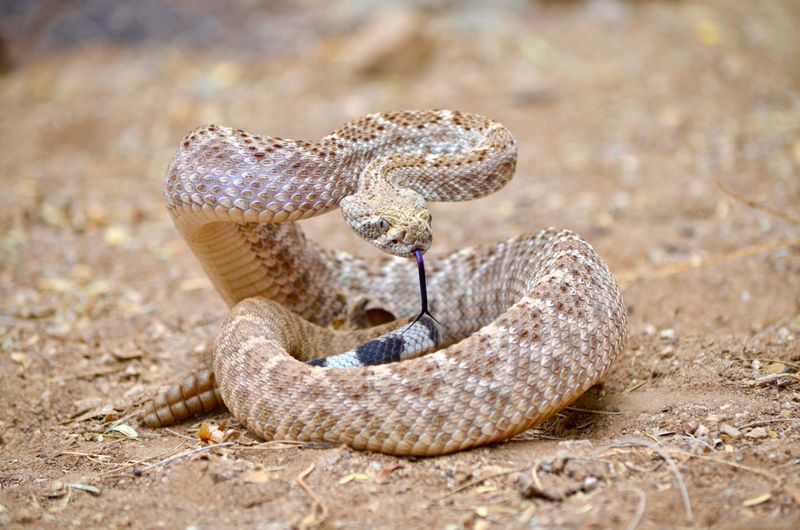 Rattlesnake