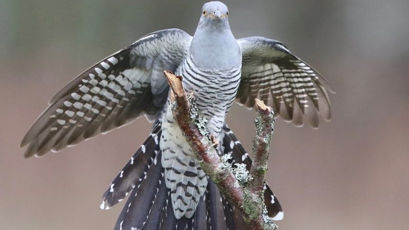 Common Cuckoo