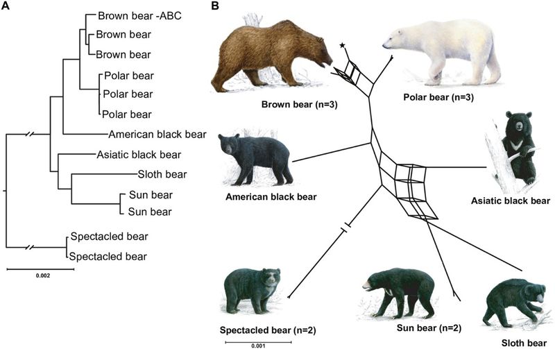 Polar Bear