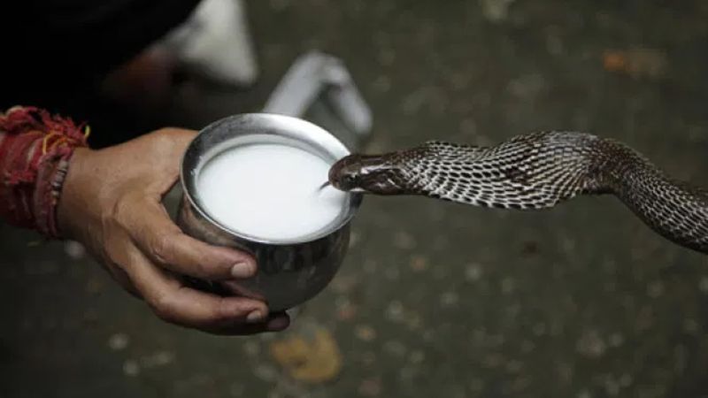 Milk Snakes Drink Cow Milk