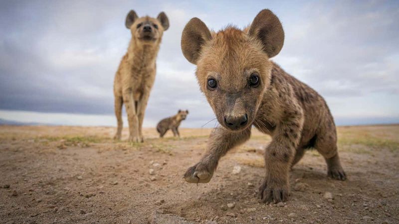 Hyena Pup