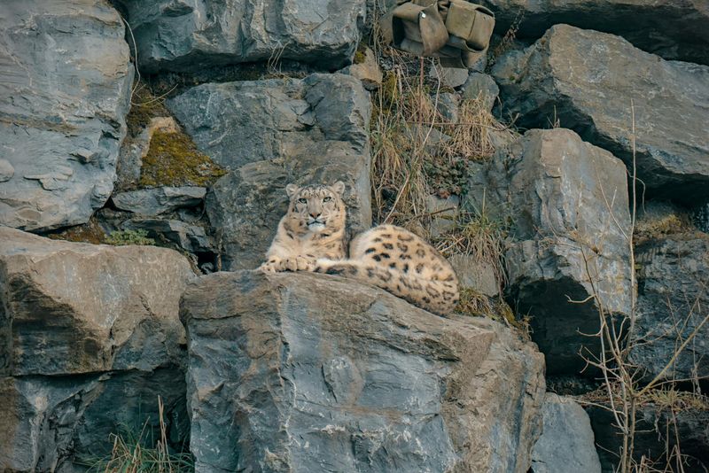 Snow Leopard
