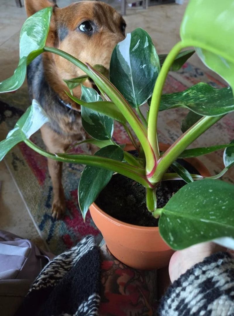 Philodendron