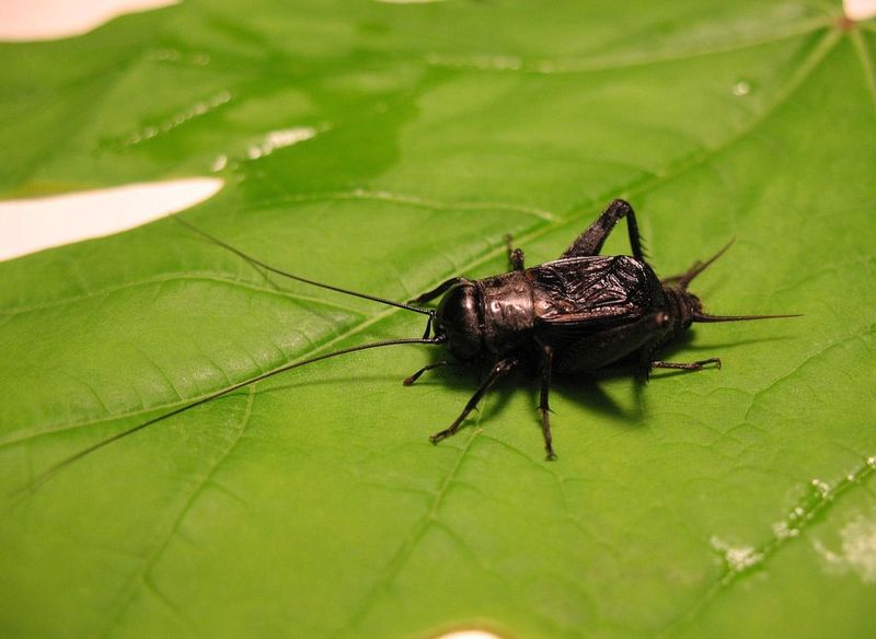Ground Cricket