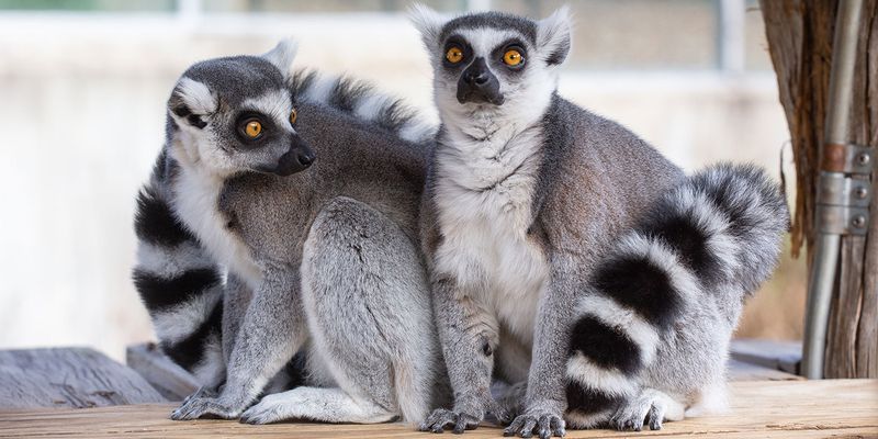 Ring-tailed Lemurs