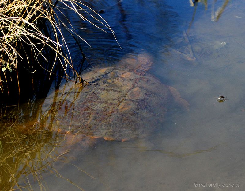 Snapping Turtle