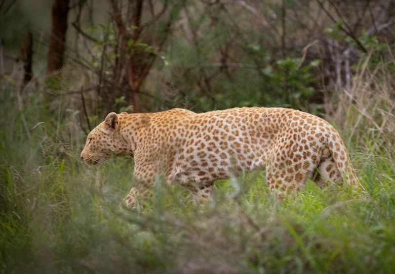 “Strawberry” Leopard