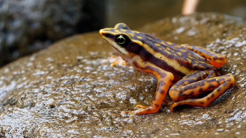Harlequin Frog