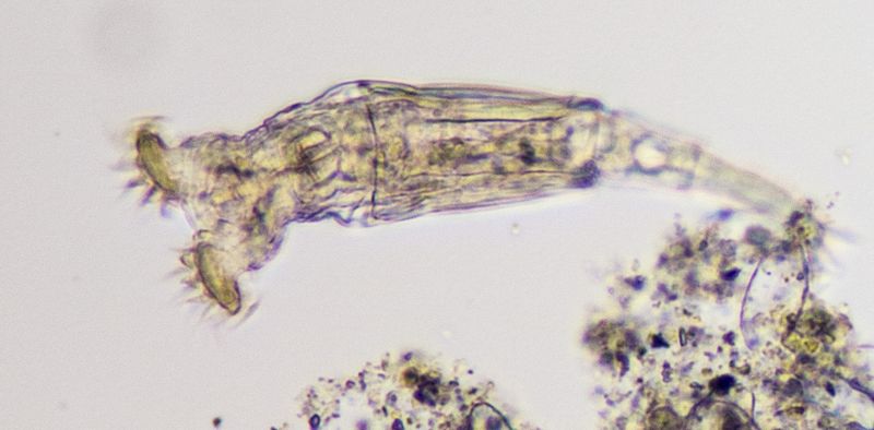 Bdelloid Rotifers