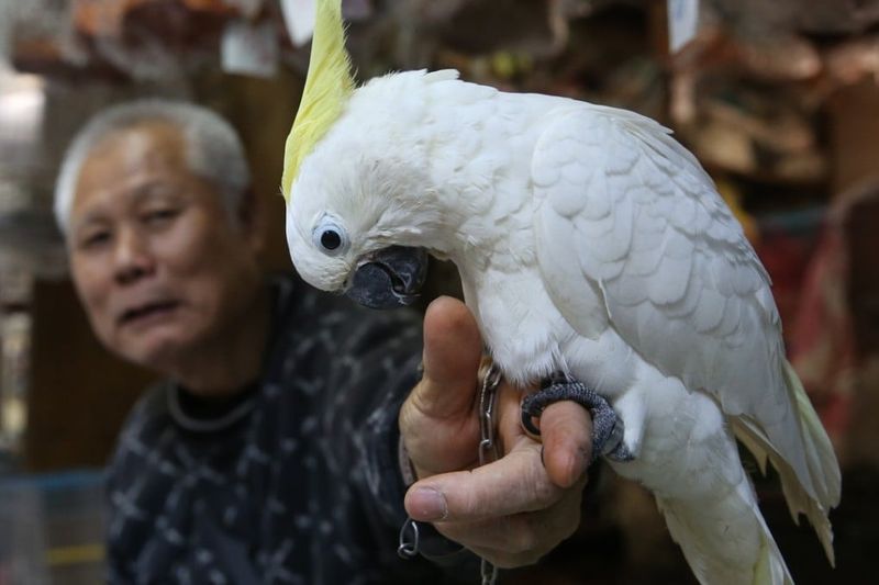 Cockatoo