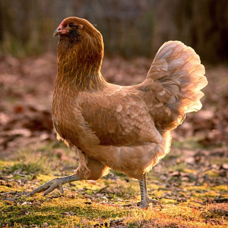Easter Egger
