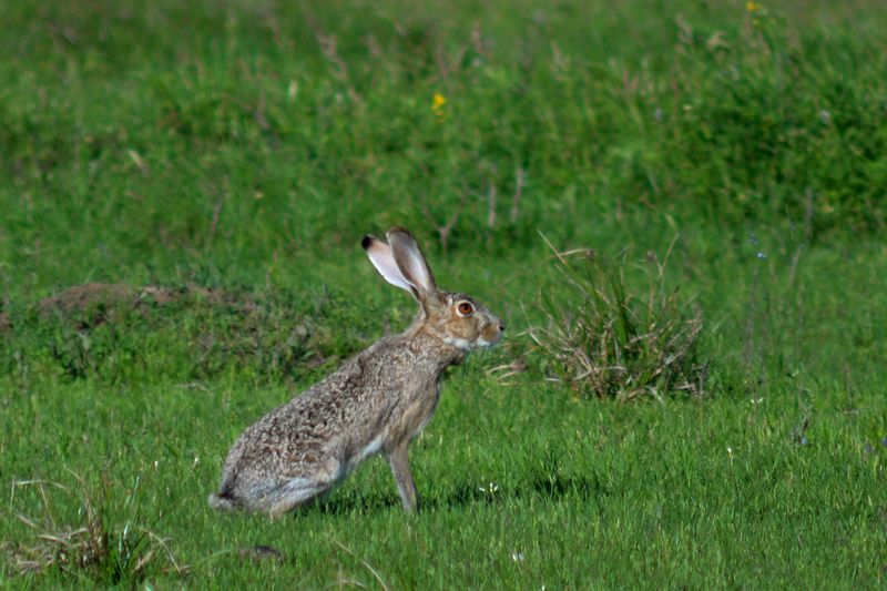 Black-tailed Jackrabbit