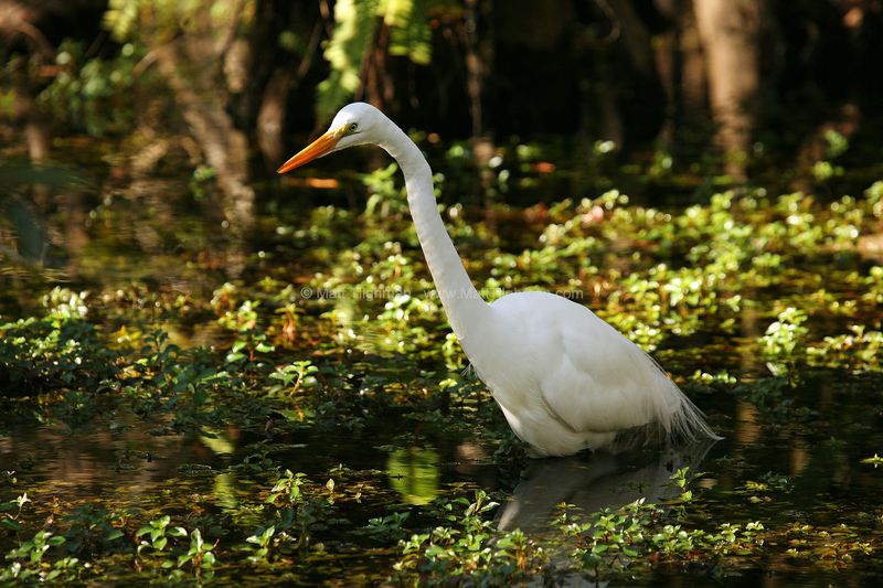 Great Egret