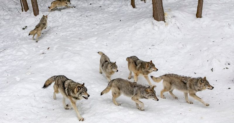 Gray Wolf