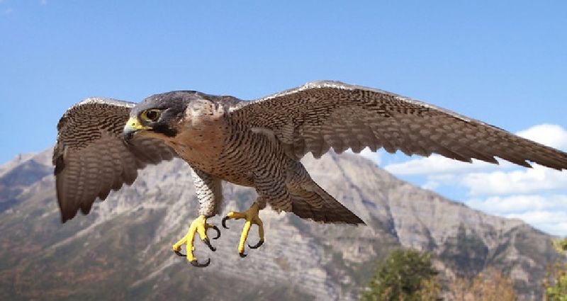 Peregrine Falcon