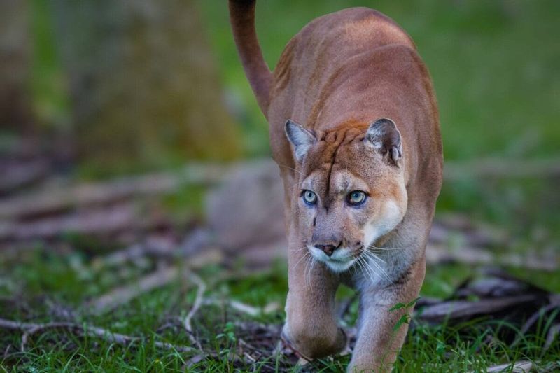 Florida Panther