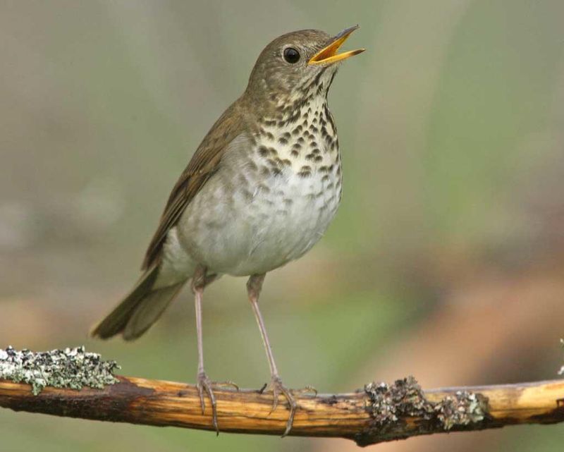 Bicknell's Thrush